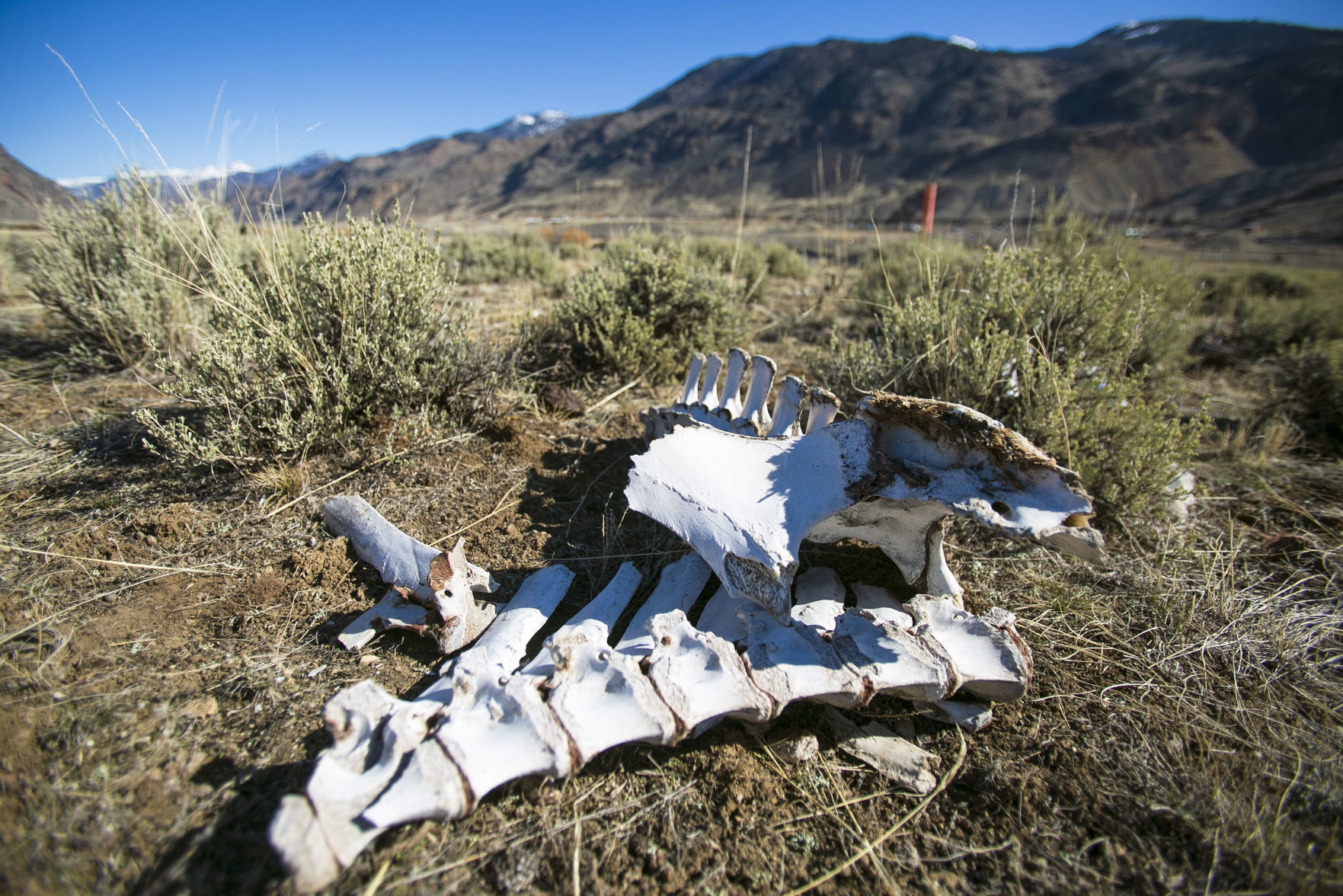 Bison remains